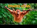 Vidio suara orangutan | Hewan primata endemik Indonesia |  Pongo pygmaeus