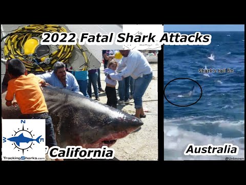 2022 Fatal Shark Attacks: Mexico and Australia