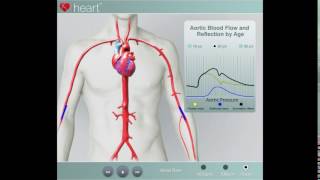 Aortic Pulse Wave Velocity in Action screenshot 4