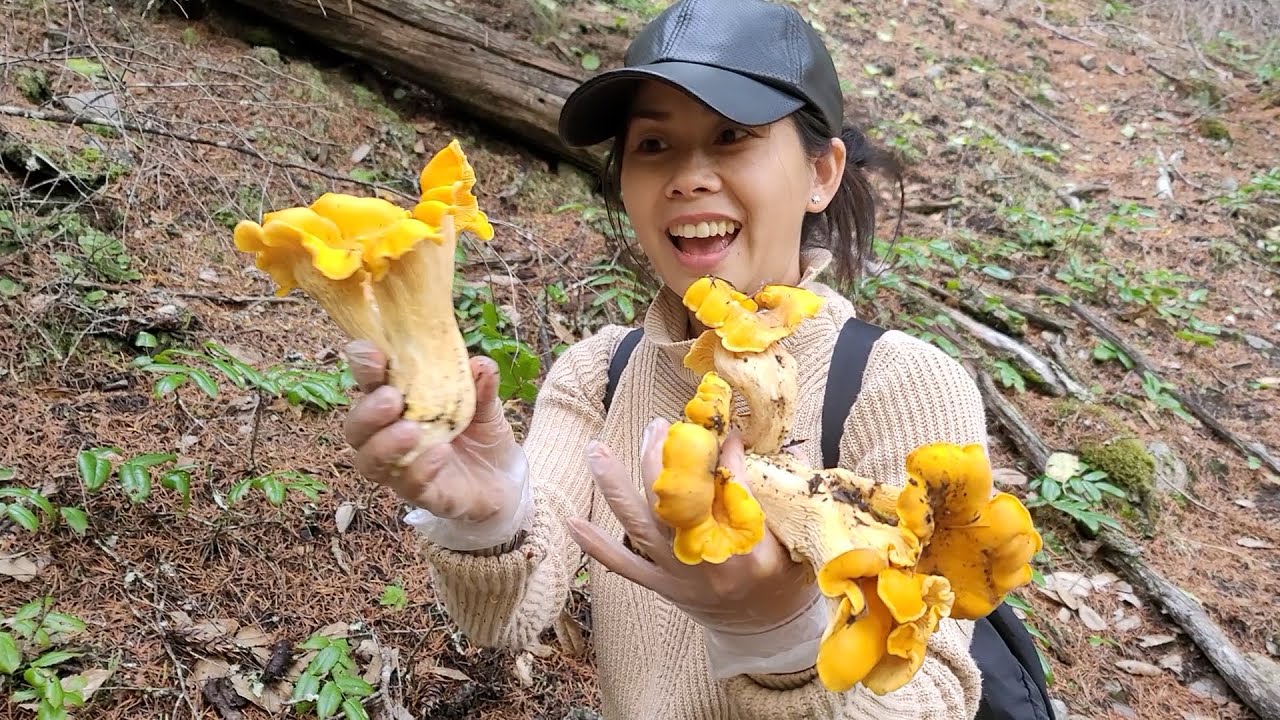 В поисках драгоценного гнезда — дорогие грибы в Канаде — сосновые грибы и золотистые лисички