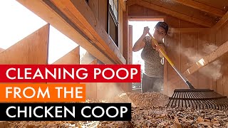 How to clean out the poop from your chicken coop