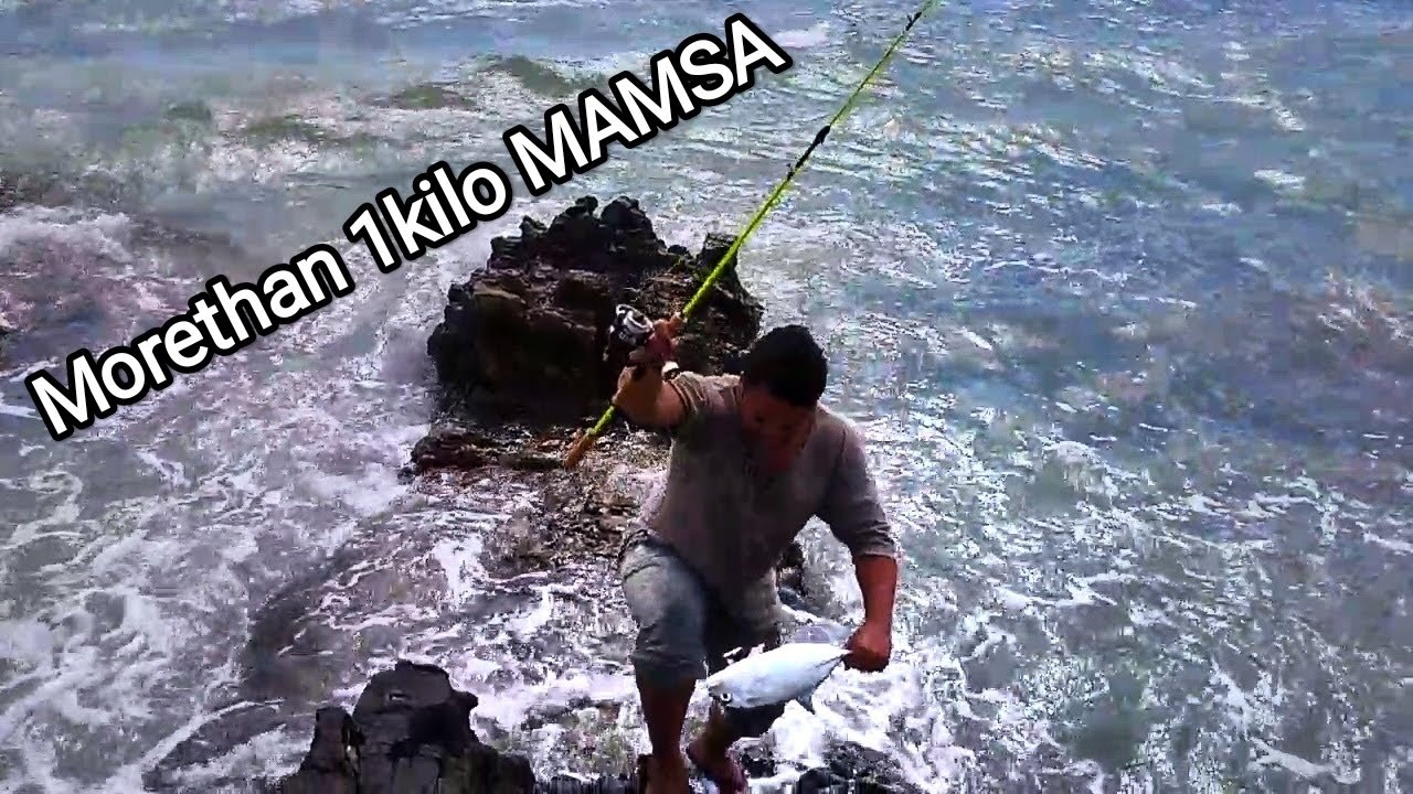 Mamsa CATCHING MAMSA FISH MORE THAN ONE KILO - YouTube