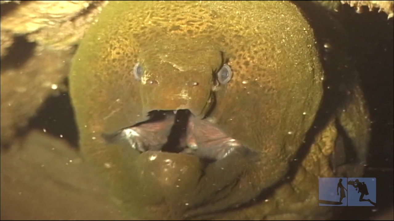 Rare Javanese Moray Eel Maui YouTube