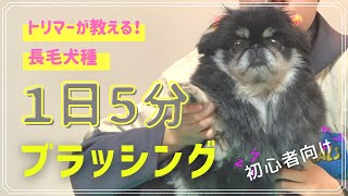 【初心者向け】犬！毎日のブラッシングのやり方！マロで実演の巻。