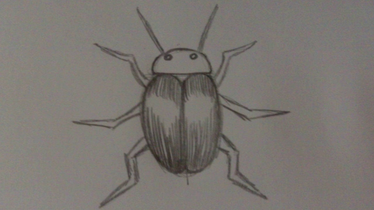 Жук рисунок для детей карандашом поэтапно легко