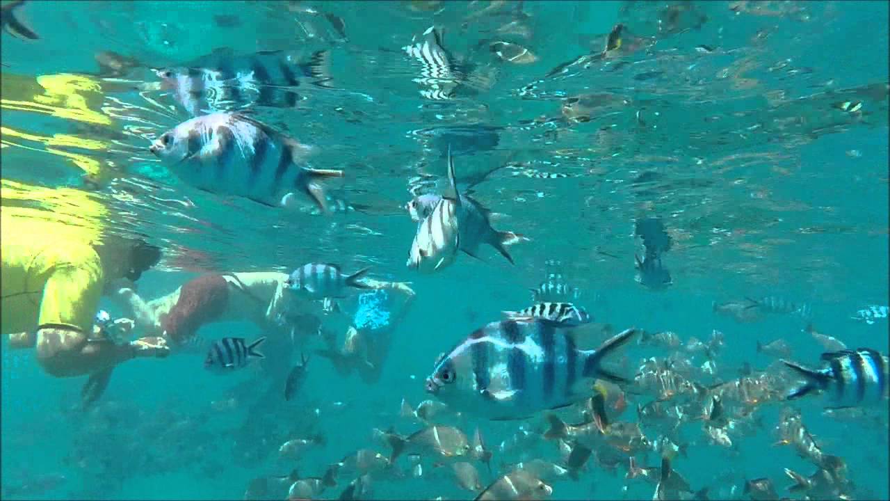 Rangiroa Snorkel "The Aquarium" (switch settings to 720hd) YouTube