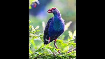 Tiếng trích cồ kêu - Purple swamphen
