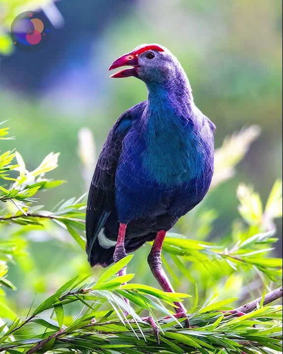 Tiếng trích cồ kêu - Purple swamphen