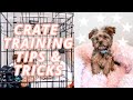 PUPNAPS DOG BED REVIEW + CRATE TRAINING TIPS & TRICKS | DOG VLOG