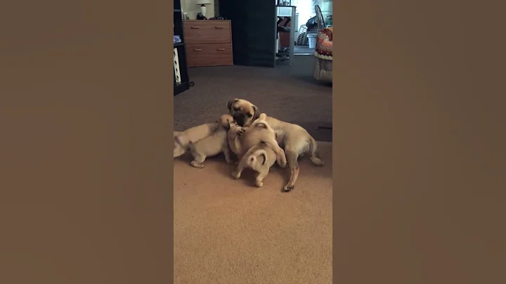 Puggle Mom and Puppies Playing