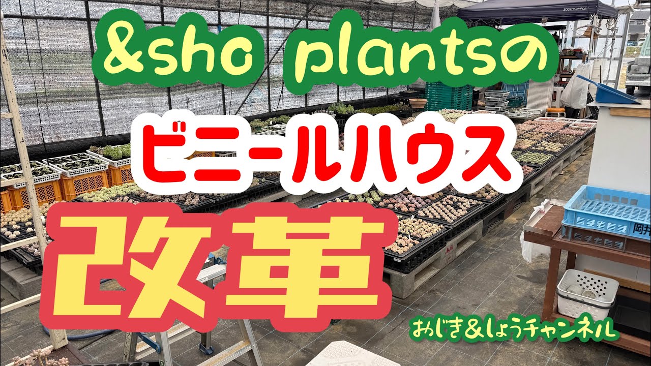 Succulents] Moving to a new greenhouse! #succulents #gardening