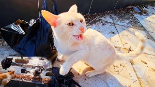 Very Angry cat don't want to share food and can attack at any time! by Cute Kittens 604 views 4 weeks ago 3 minutes, 1 second