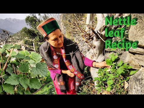 ||Nettle Leaf(Bichu Butti) Recipe In Kinnaur HP||