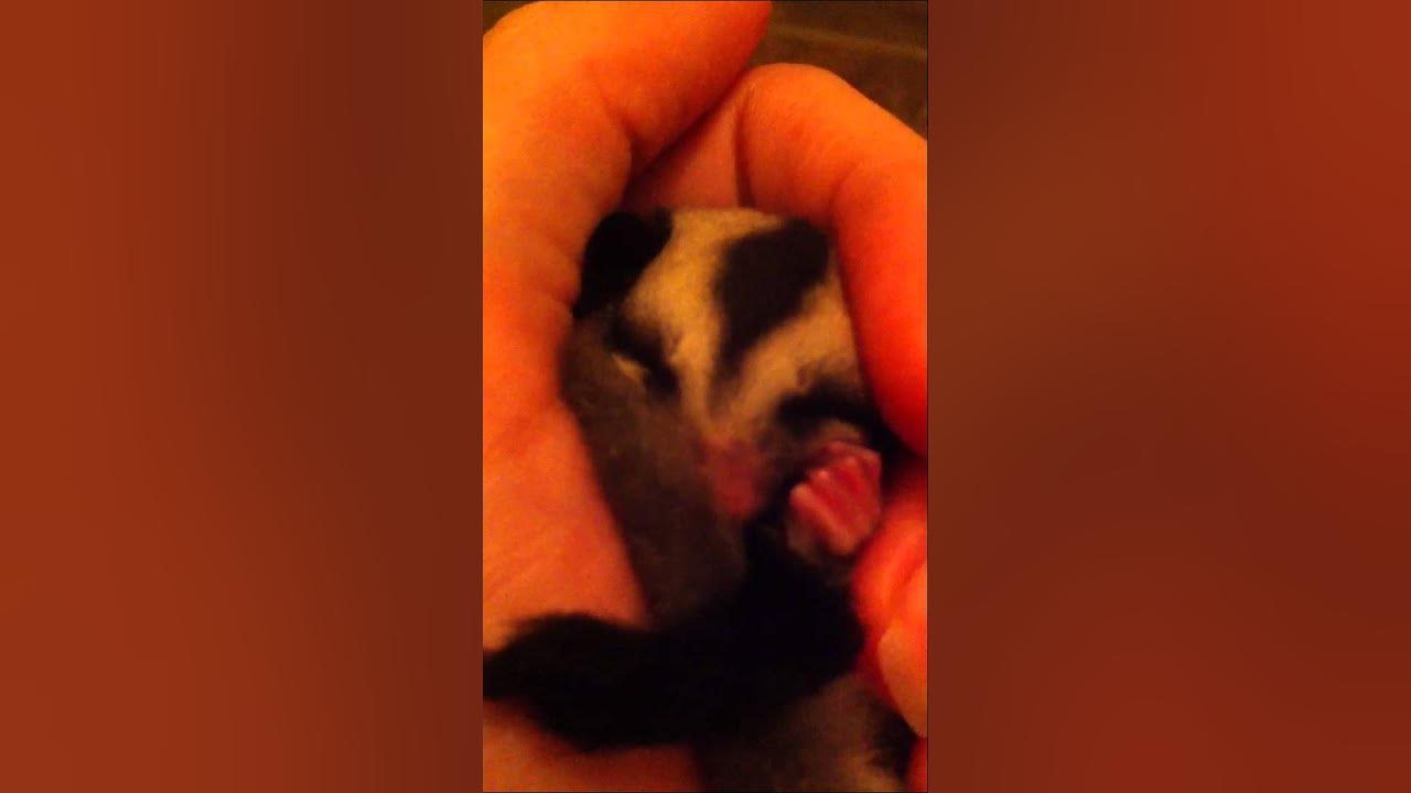 sugar-glider-joey-doing-clicking-noises-in-my-hand-while-sleeping-a