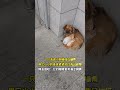 一只流浪小狗蜷缩在墙角,用它小小的身体紧紧护住两只幼猫