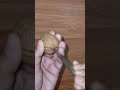 How to open walnuts in an easy way without nut cracker easy trick shorts howtoopenwalnut walnut