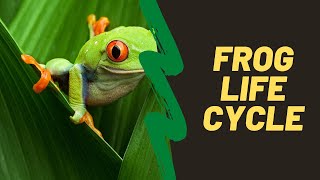 Frog Life Cycle For Kindergarten - Life cycle Of A Frog For Kids