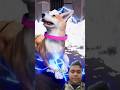 Shocking Truth Stray Voltage Puts NYC Dogs at Risk | Education Films