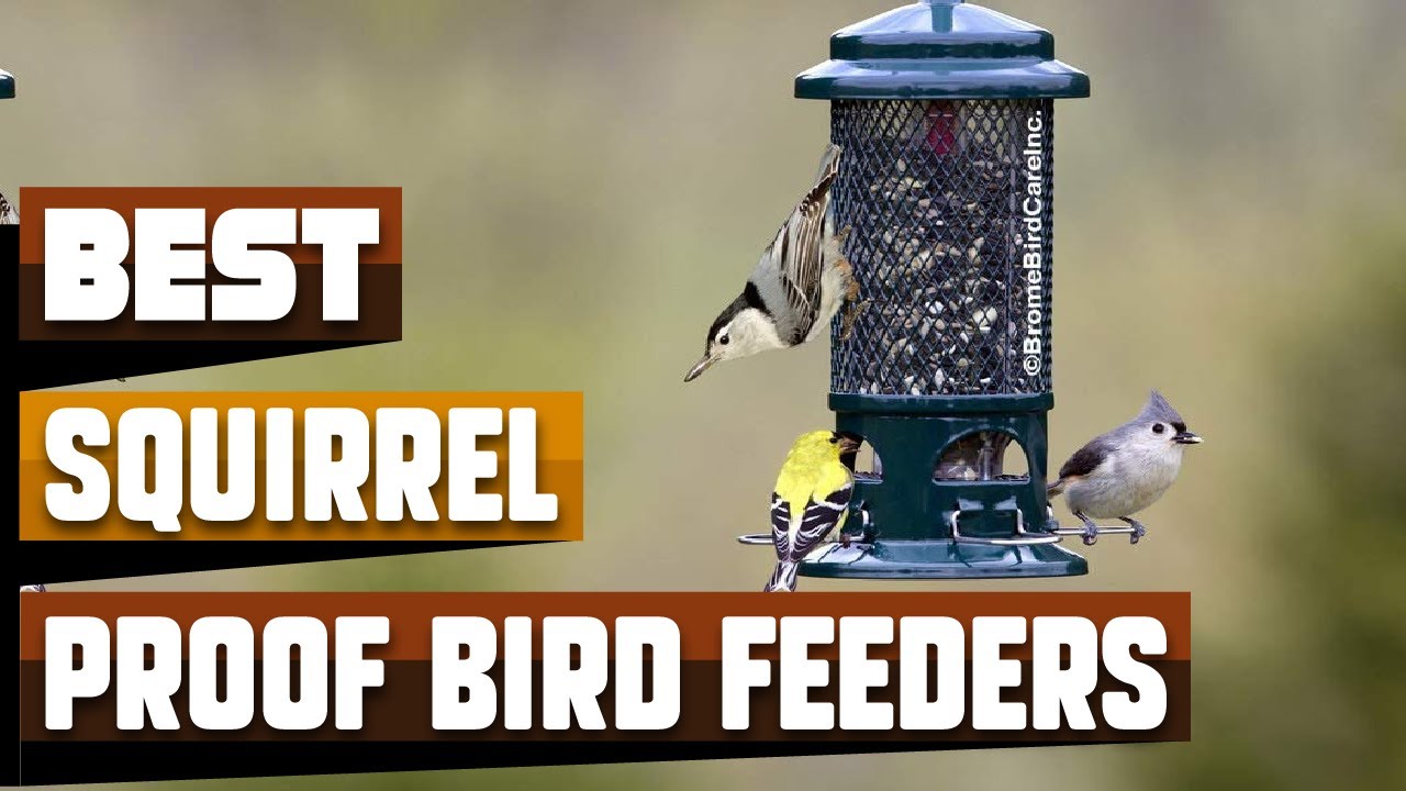 The 10 Best Bird Feeders of 2024