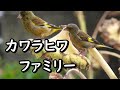 カワラヒワ ファミリー 手造り野鳥園　Greenfinch family
