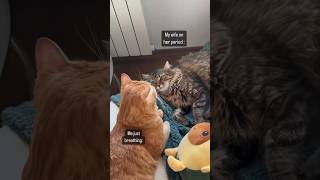 Funny Cats 😺 Episode 85 #Shorts