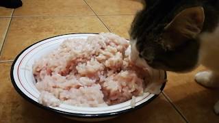 Чем кормить домашнюю кошку
