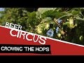 Beer circus avec les shelton brothers  pisode 3  cultiver le houblon