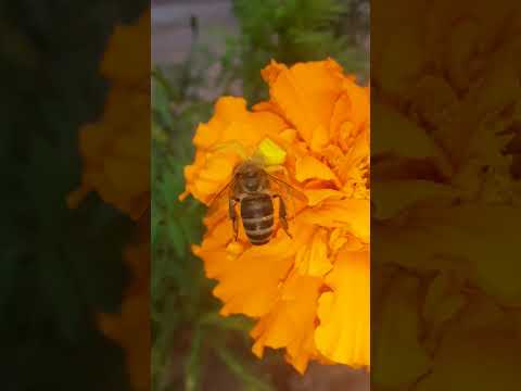 العسل والسم العنكبوت يصطاد نحلة في لحظة صراع شرس   