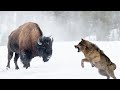 💥Невероятная Схватка! Волк против Бизона.