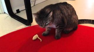 Cat and mouse play