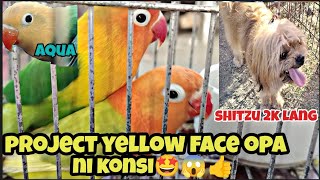 #bocaue petmarket#project yellow face opa ni boss aljon#shitzu 2k lang sobrang mura#150 me bird kan😱 by jake ajusi 1,677 views 2 months ago 37 minutes