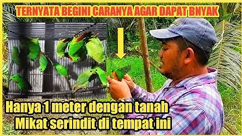 Mikat Burung Serindit Pakai Jaring Poin nya super semua/BIRD TRAP