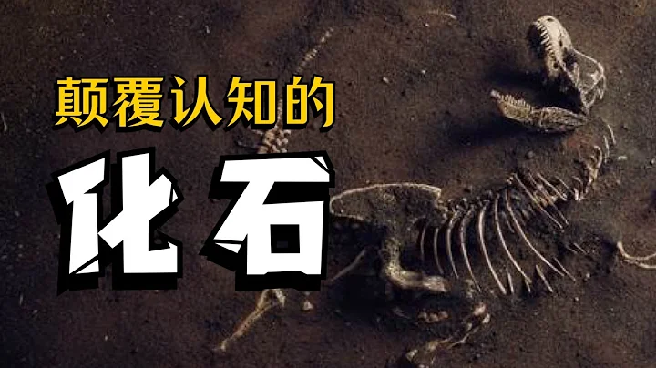 化石形成的奥秘｜远古生物石化之谜｜波波Lucy - 天天要闻