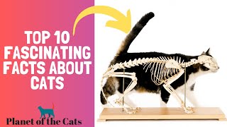 Top 10 Fascinating Facts About Cats You (Probably) Didn’t Know by Planet of The Cats 893 views 7 months ago 4 minutes, 1 second