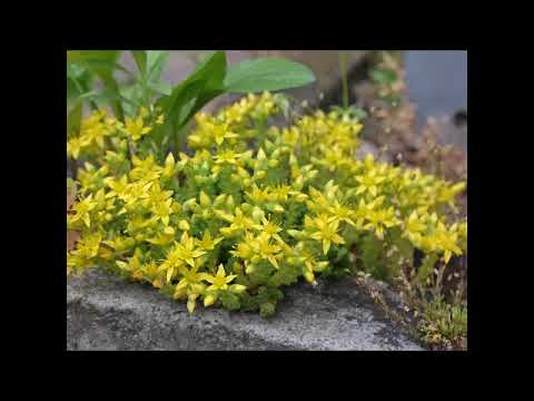 Video: Sedum Prominent (53 Fotos): Pflanzung Und Pflege Im Freiland, Beschreibung Der Sedumsorten 