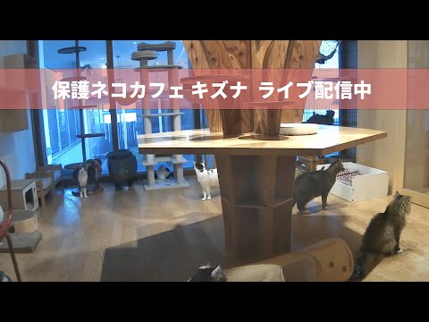横浜 保護猫カフェキズナ ライブ のライブ映像