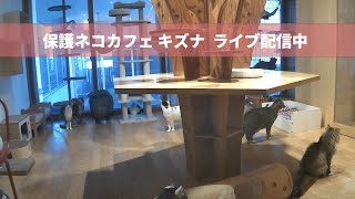 横浜 保護猫カフェキズナ ライブ のライブ映像