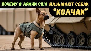 Почему американские военные называли и называют своих собак Колчаками. Исторические факты.