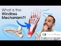 What is the windlass mechanism  how the role of the plantar fascia helps us walk