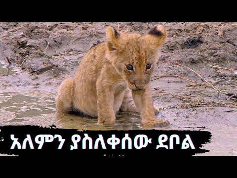 እውነተኛ ታሪክ በእናቱ የተከዳው አሳዛኝ ደቦል ታሪክ