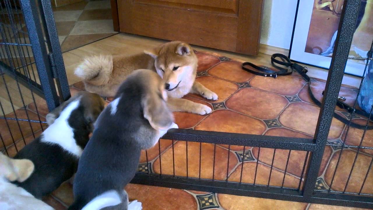 Beagle puppy & shiba - YouTube