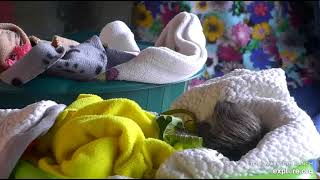 Miss Leslie gives rescued baby sloth Robin a blanket boost and feeds Noemi!  Recorded 01\/14\/23.