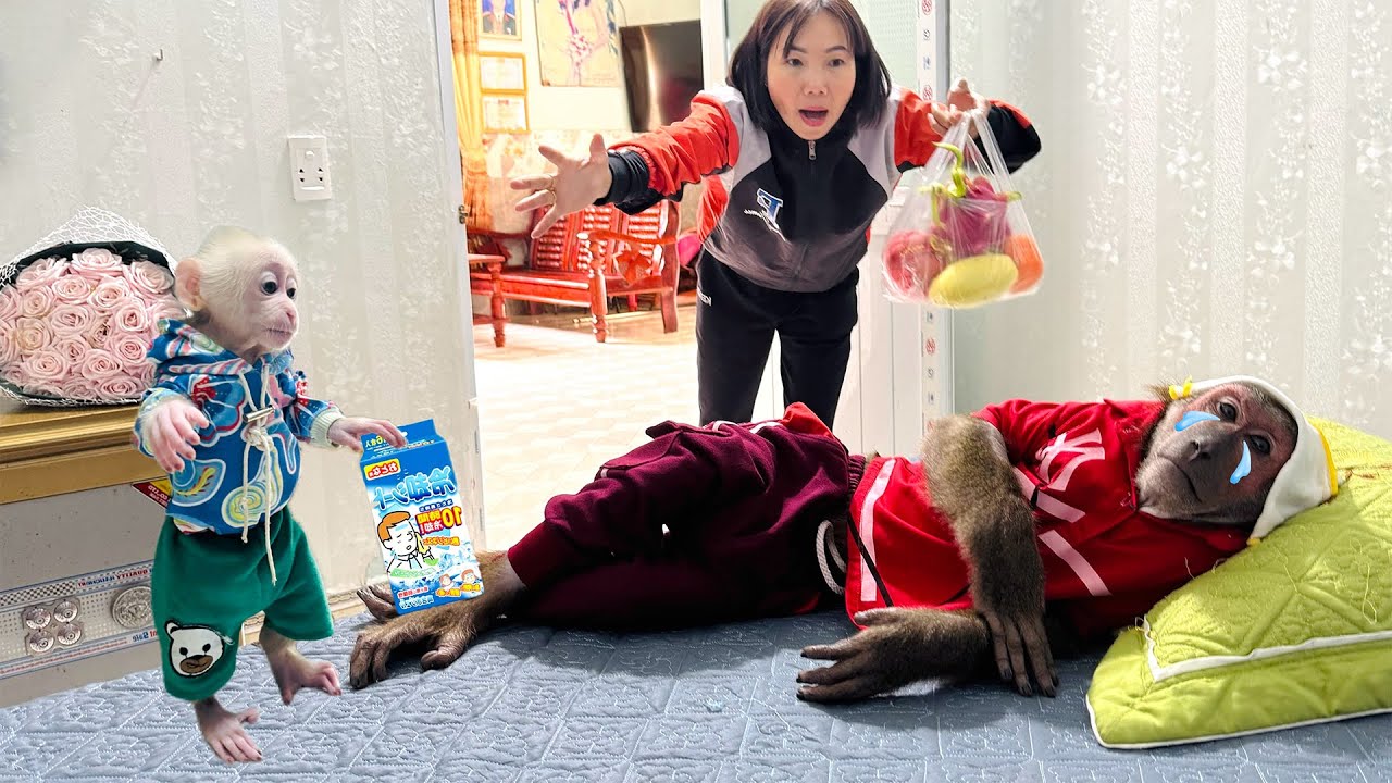Mother and Baby Monkeys Try Hard to Help Abu Get Better!