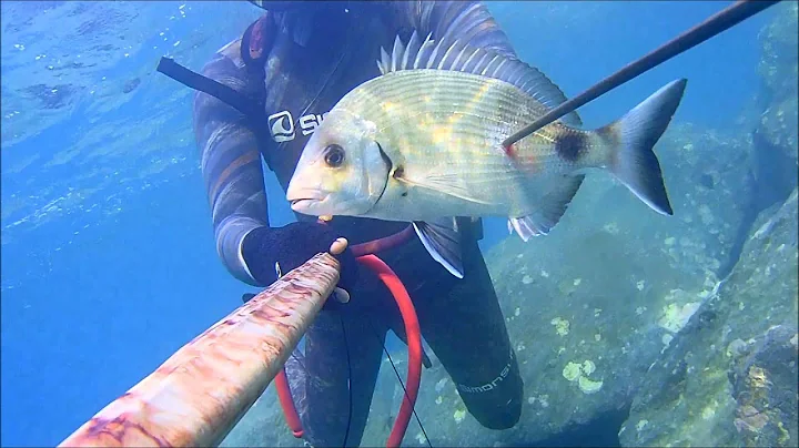 Pesca Sub Calabria Cefalo, Sarago & Spigola