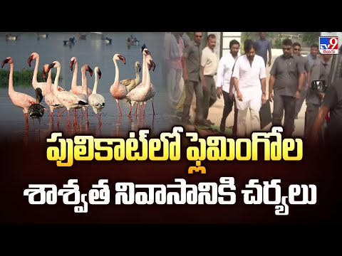 పులికాట్లో ఫ్లెమింగోల శాశ్వత నివాసానికి చర్యలు | flamingos in Pulicat - TV9