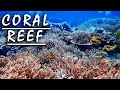 Beautiful Coral Reef! 4K Relaxing Ocean! Amazing Oceanscape! Nature Underwater Song! Relaxation Time