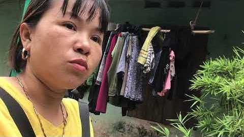 Ý nghĩa phong thủy của cây trúc quân tử và giá trị của Trúc Quân tử