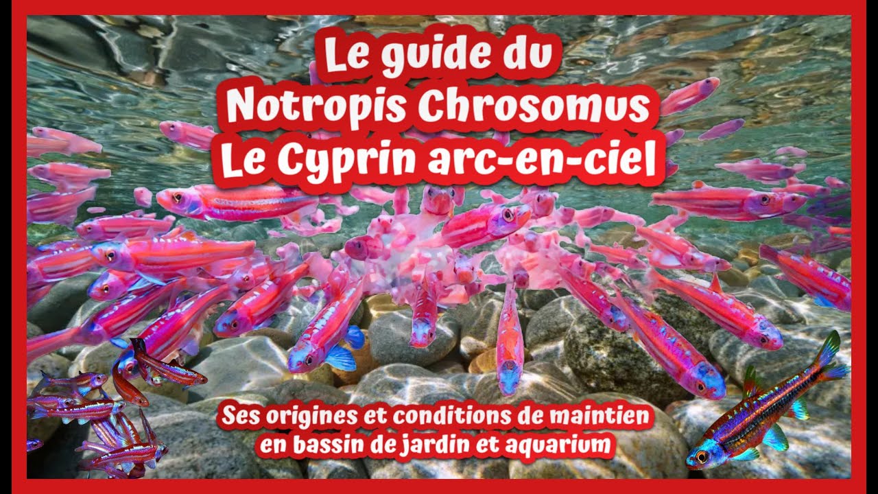 Guide du Notropis Chrosomus en bassin de jardin et aquarium Le Cyprin arc-en-ciel ou Rainbow Shiner