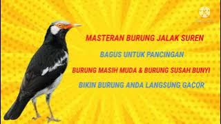 Suara burung jalak suren gacor, cocok buat MASTERAN burung yang susah bunyi