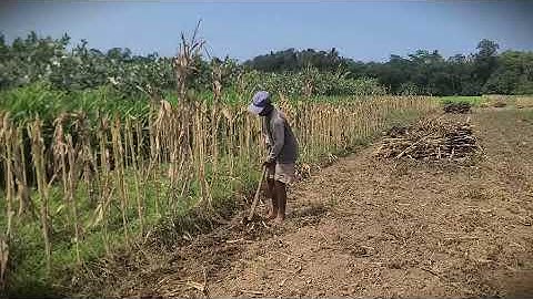Hard Work: Preparing a Corn Field with a Simple Hoe _FarmersLife _Shorts